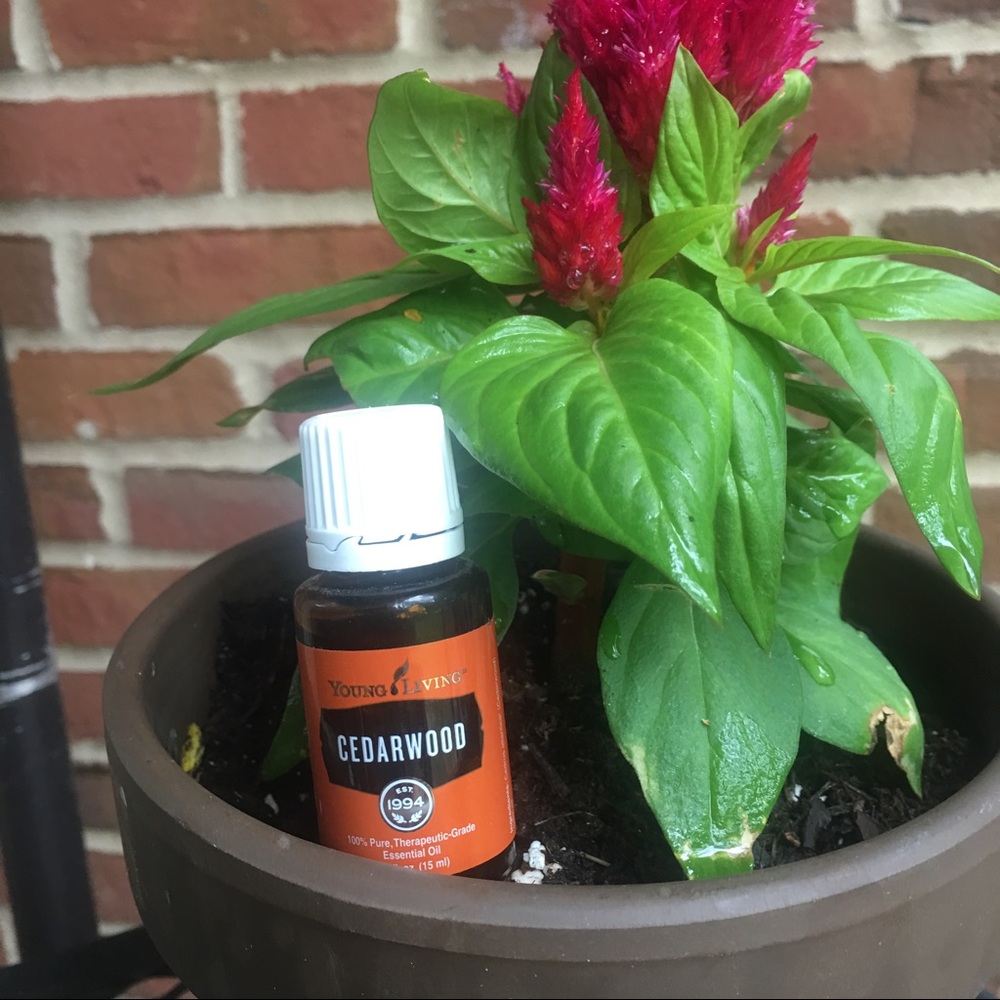 Cedar wood Essential Oil