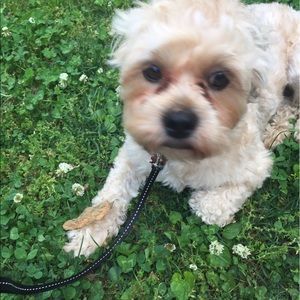 Meet your Posher, Abby