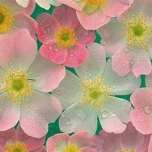 Meet your Posher, Debra