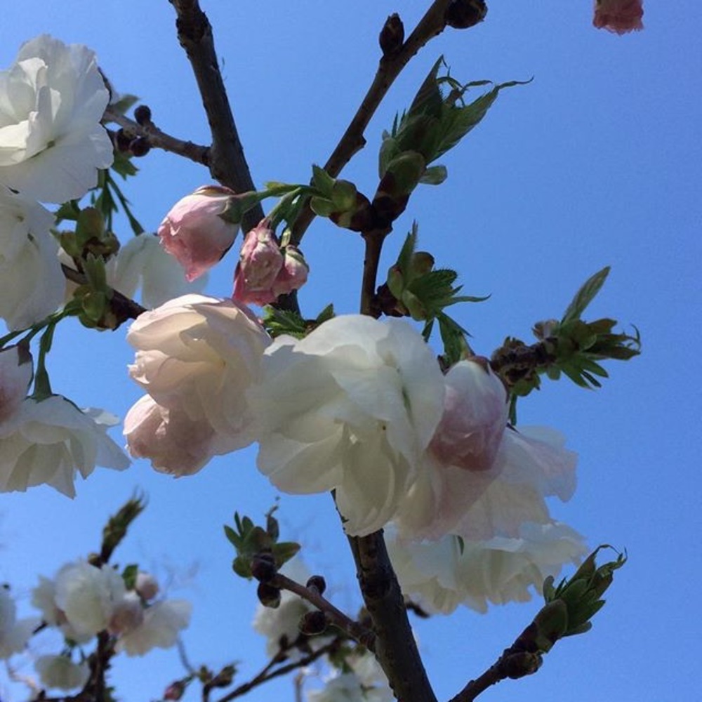 Meet your Posher, Carmen