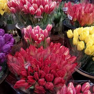 Meet your Posher, Cheri