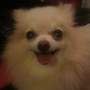 Meet your Posher, Natasha