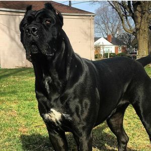 Meet your Posher, Robert