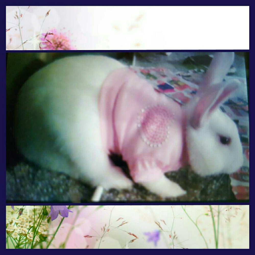 2 small pet outfits . I'm not selling my Alice .