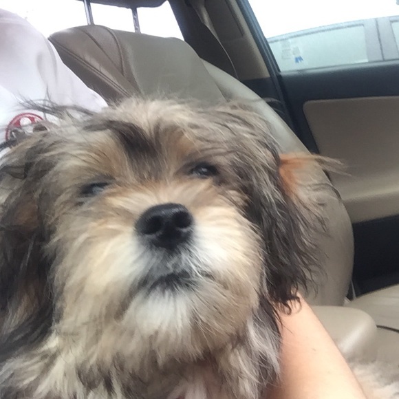 Meet your Posher, Rachel - Picture 1 of 1