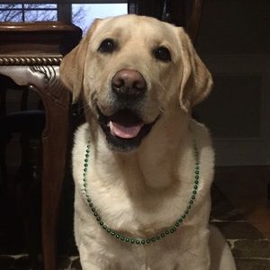 Meet your Posher, Molly