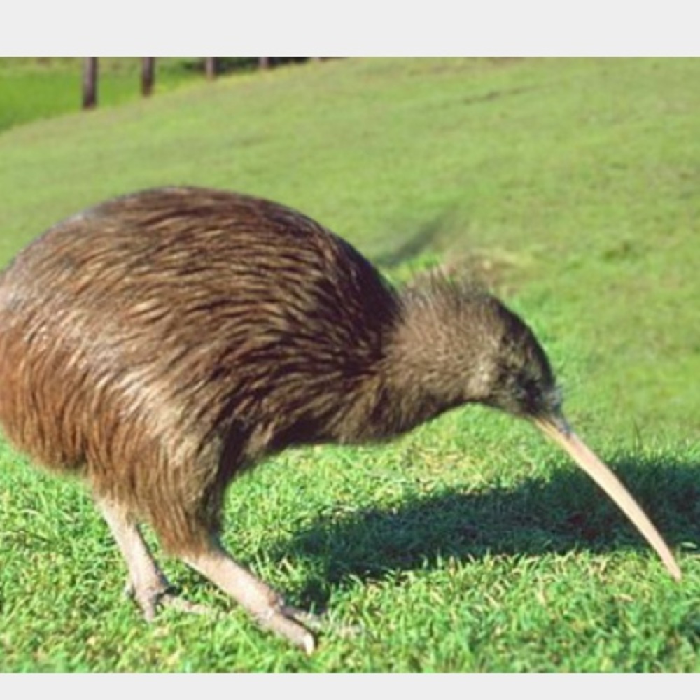 Meet your Posher, Ella