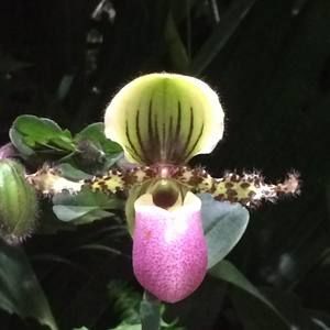 Meet your Posher, Linda