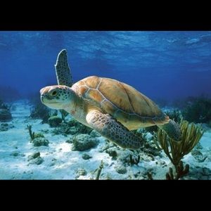 Meet your Posher, Debi