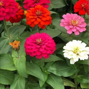 Meet your Posher, Celeste