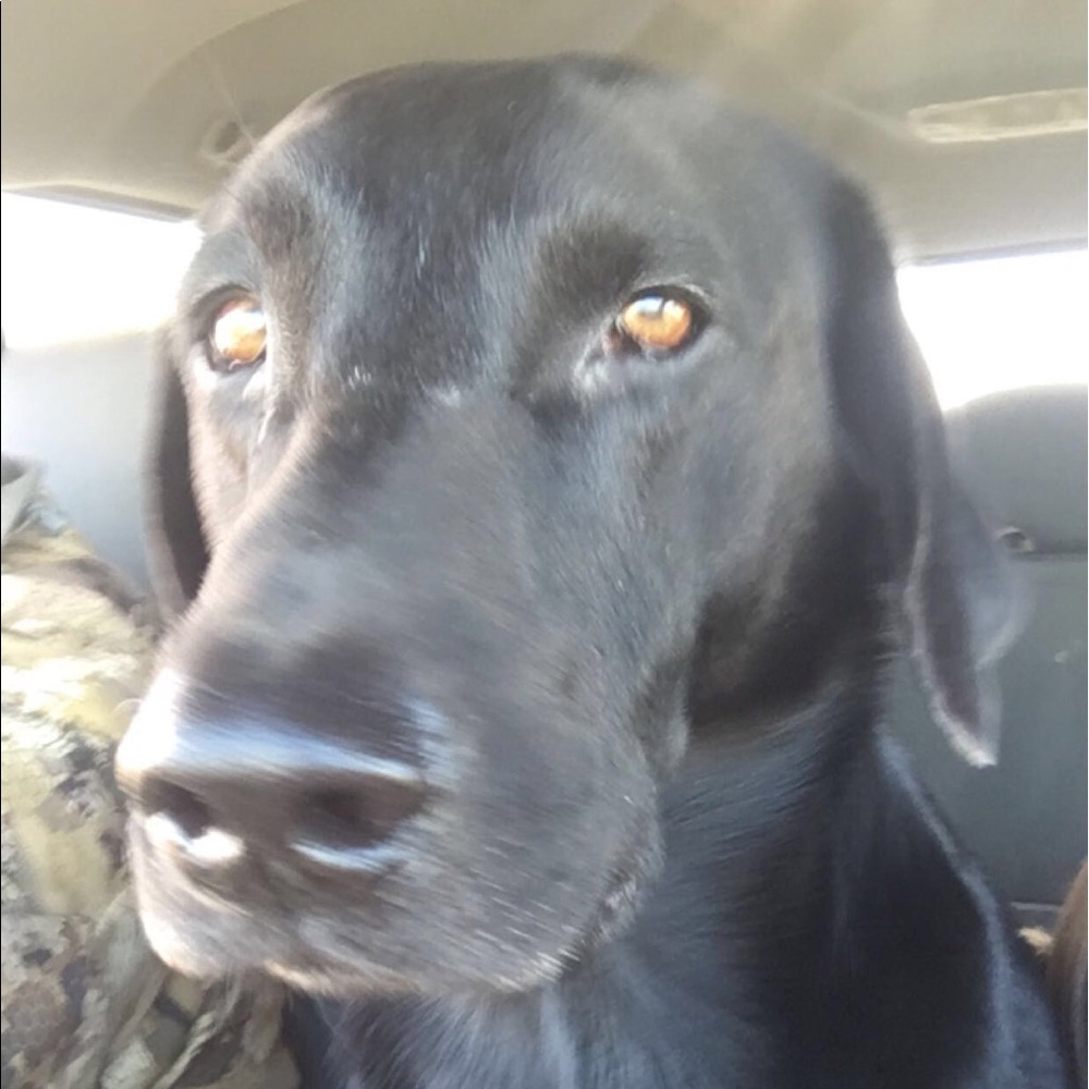 Meet your Posher, Amber