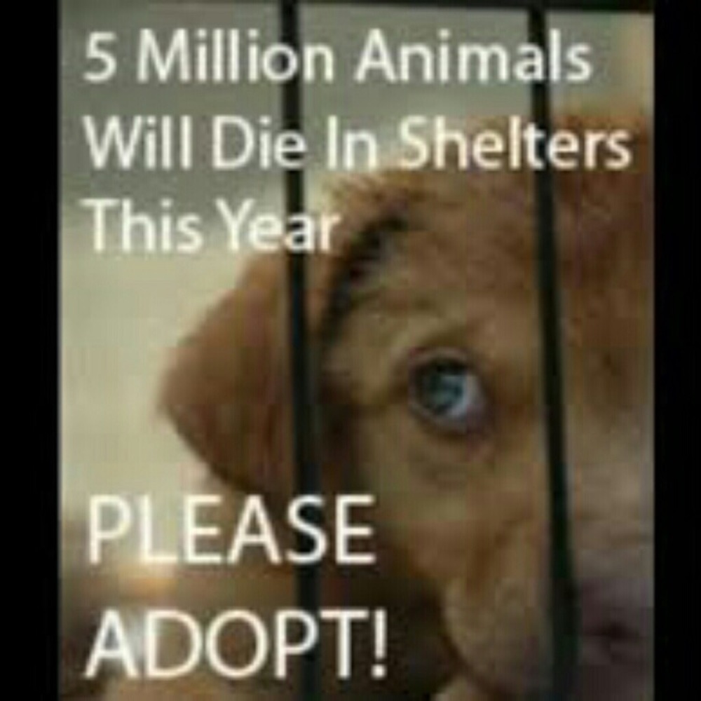 Fur babies
