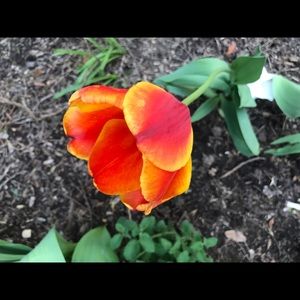 Meet your Posher, Georgia