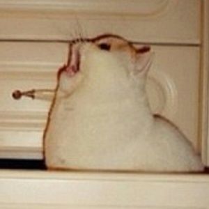 Meet your Posher, Iris