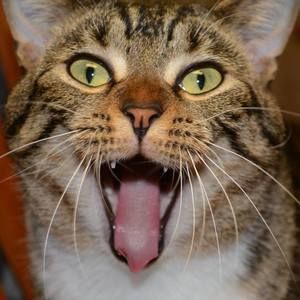 Meet your Posher, Little bit rebel