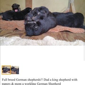 Meet your Posher, William