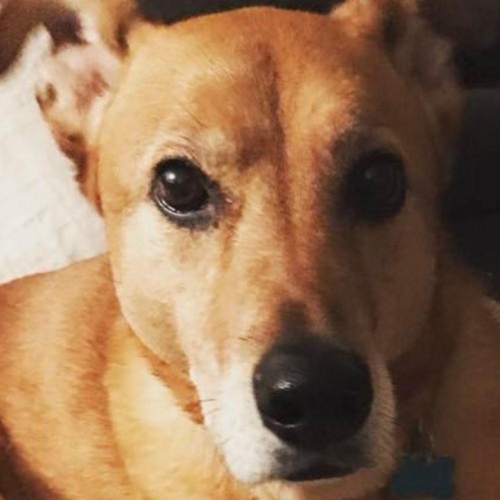 Meet your Posher, Robin