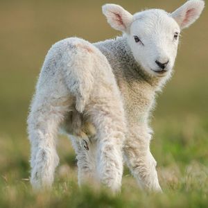 Meet your Posher, Jacob