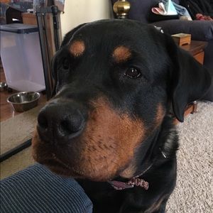 Meet your Posher, Jill