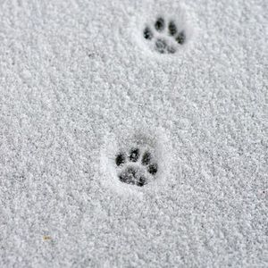 Meet your Posher, Samar