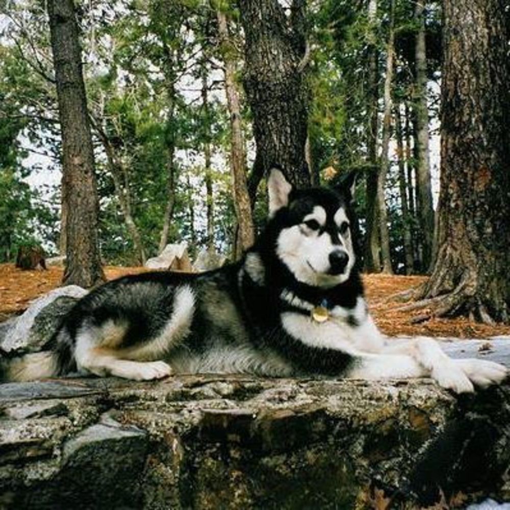 Meet your Posher, Sammy