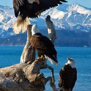 Meet your Posher, Diane