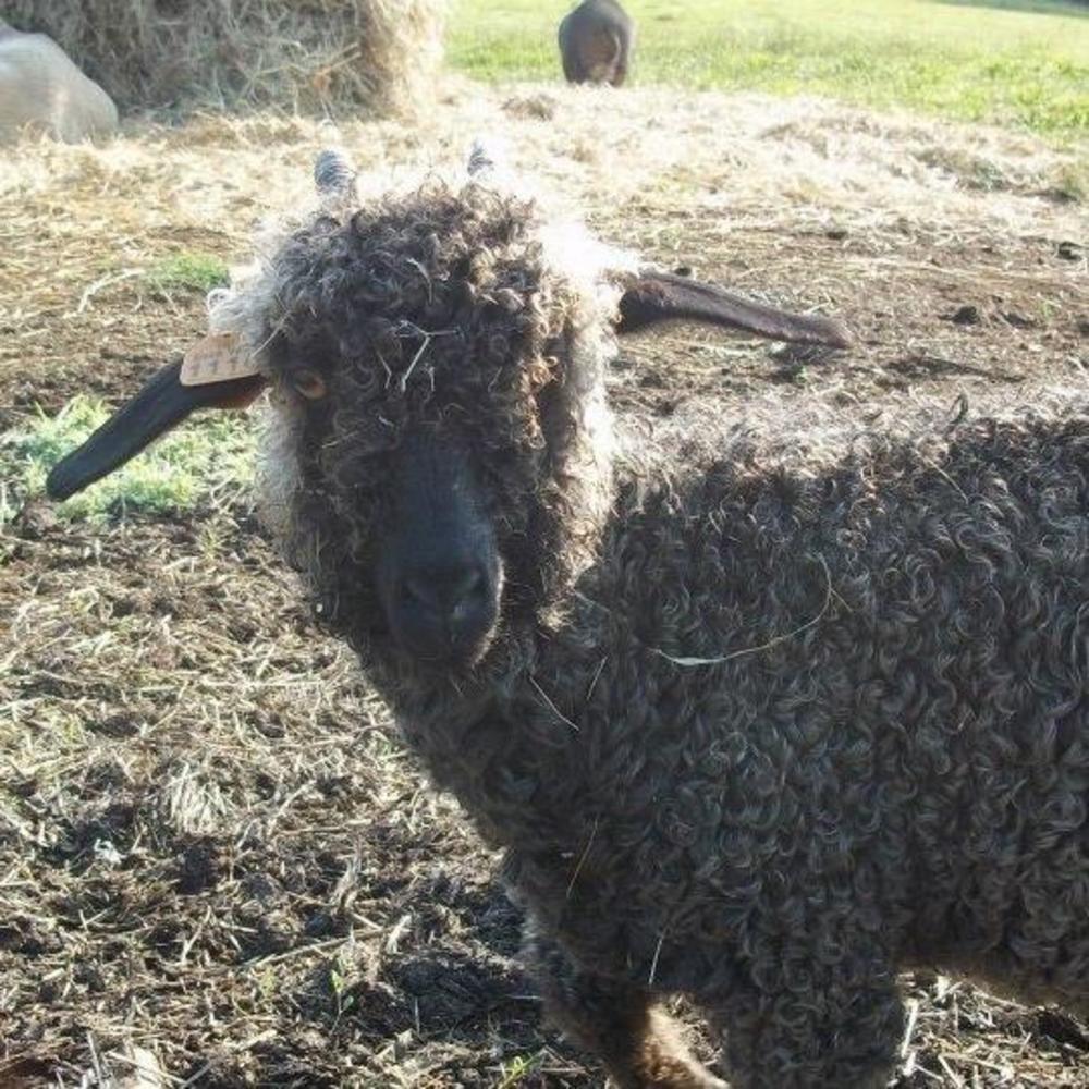 Meet your Posher, Jamie