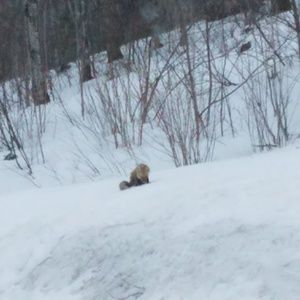 Meet your Posher, Isabel