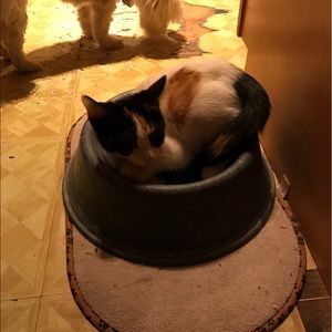 Meet your Posher, Tabitha