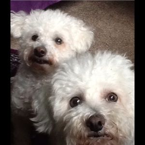 Meet your Posher, Dee