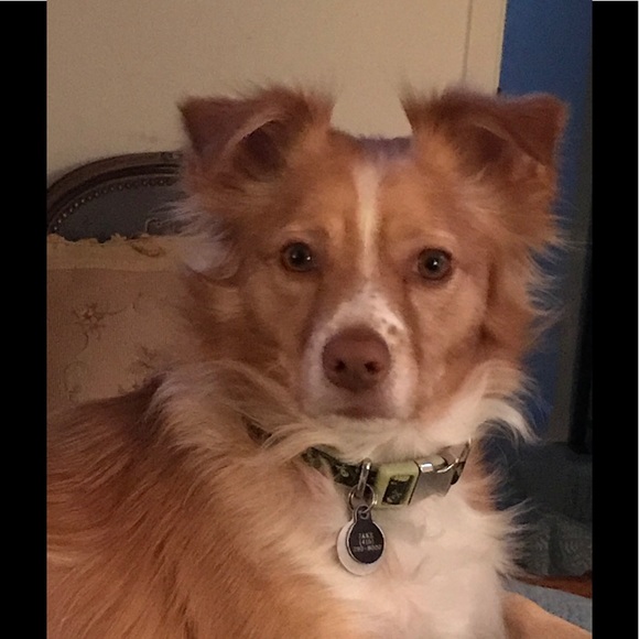 ๐๐คMeet your Posher, Janice๐ - Picture 3 of 3