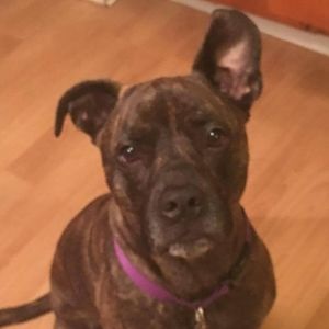 Meet your Posher, Shannon