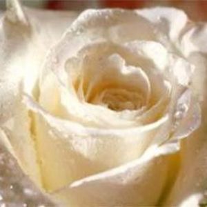 Meet your Posher, Margaret