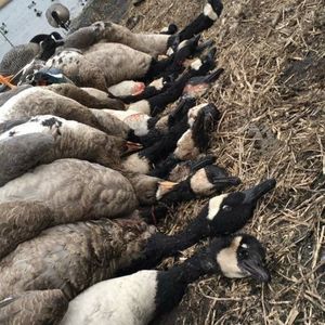 Meet your Posher, Walker