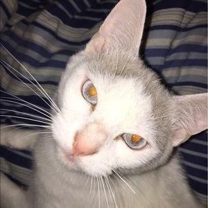 Meet your Posher, Bailey