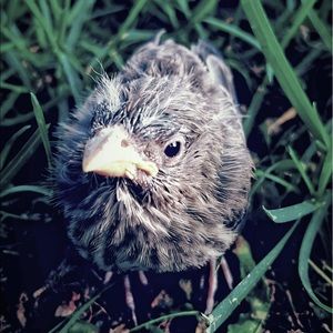 Meet your Posher, Heidi