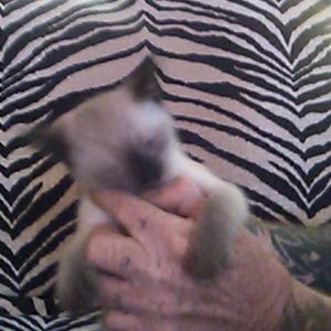 Meet your Posher, Myra