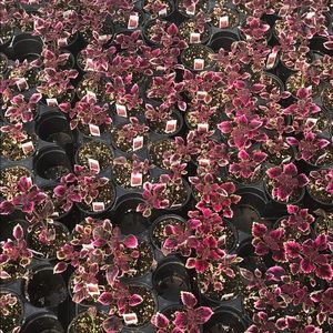 Meet your Posher, Nessa