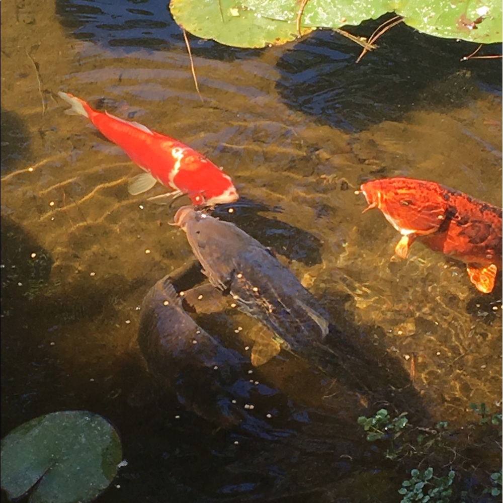 Meet your Posher, Stacy