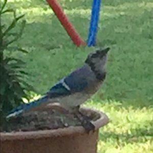 Meet your Posher, Trudy