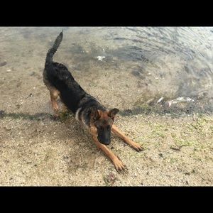 Meet your Posher, Albert