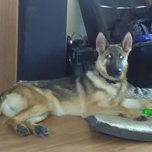 Meet your Posher, Shelly