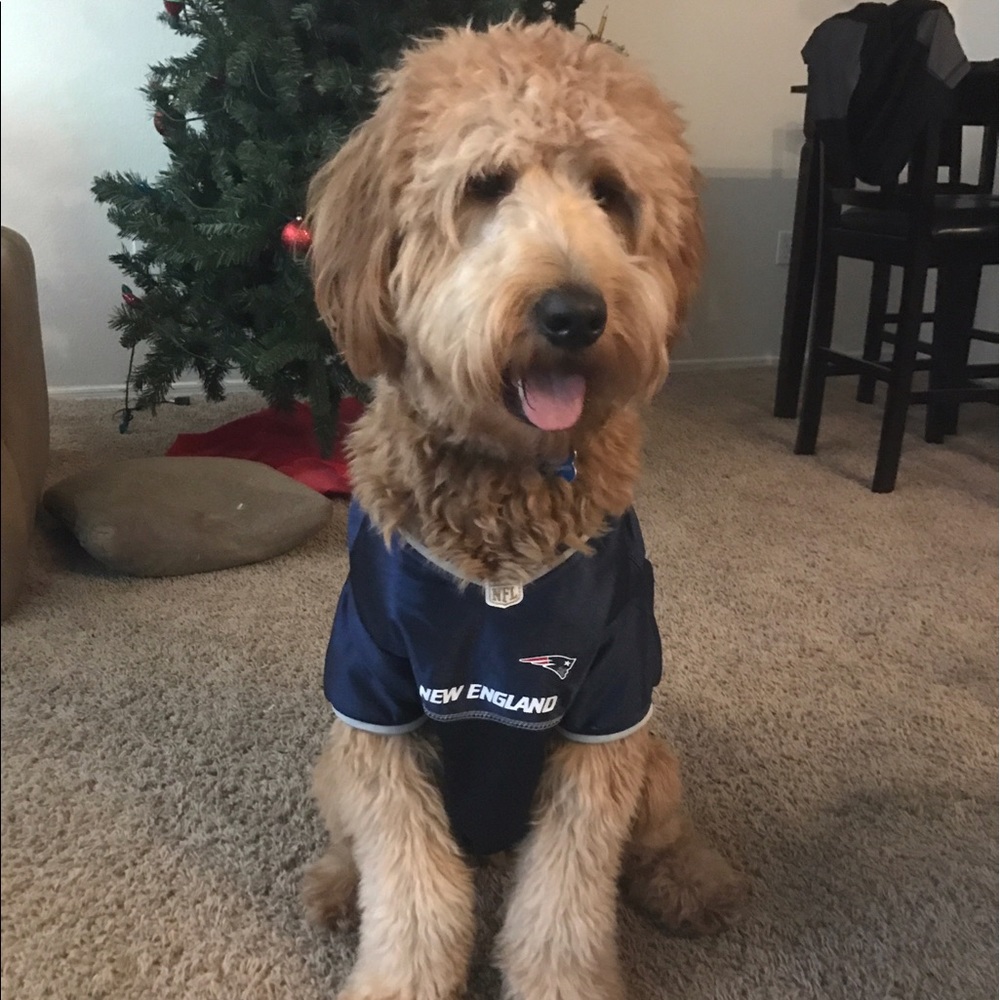 Meet your Posher, Brady