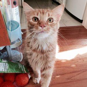 Meet your Posher, Callie