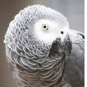 Meet your Posher, Lorraine