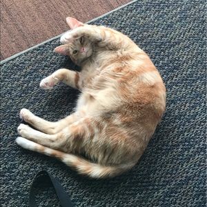 Meet your Posher, Avery