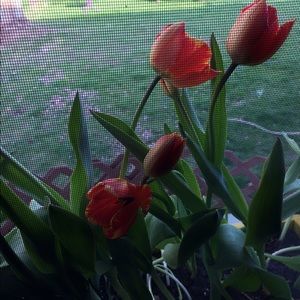 Meet your Posher, Cecilia