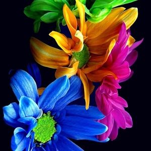 Meet your Posher, Krisia