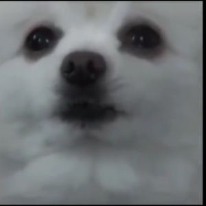 Meet your Posher, Noah