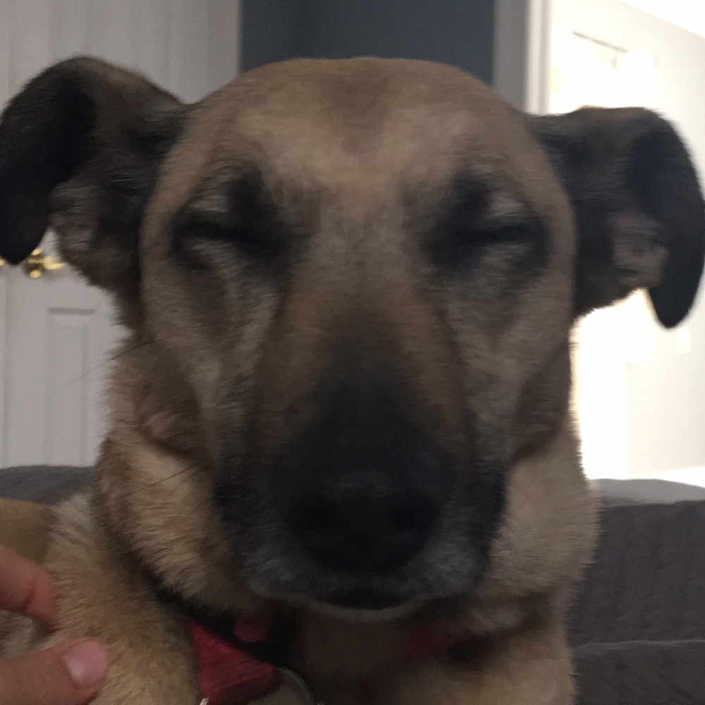 Meet your Posher, Chase